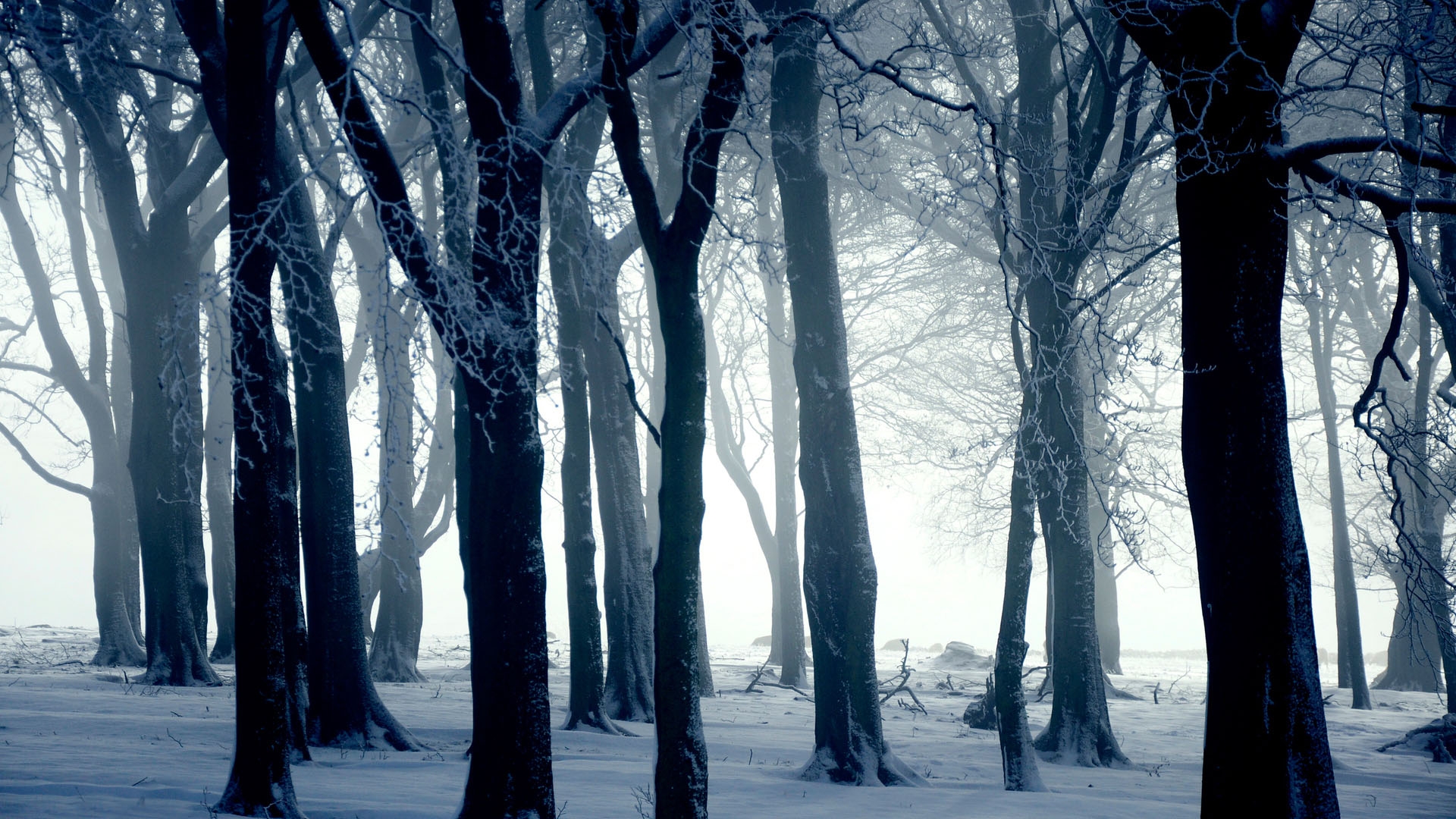Winter Forest, Trees, Download Photo, Wallpapers For - Silhouette Of Winter Trees , HD Wallpaper & Backgrounds
