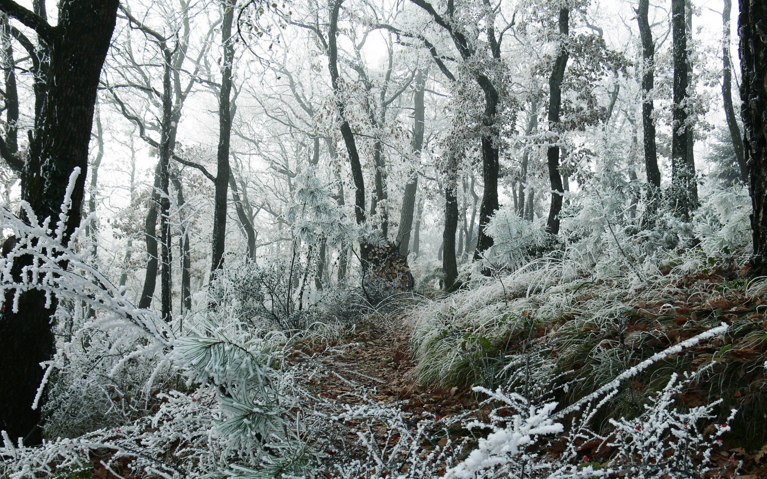 Snowy Forest Wallpaper , HD Wallpaper & Backgrounds