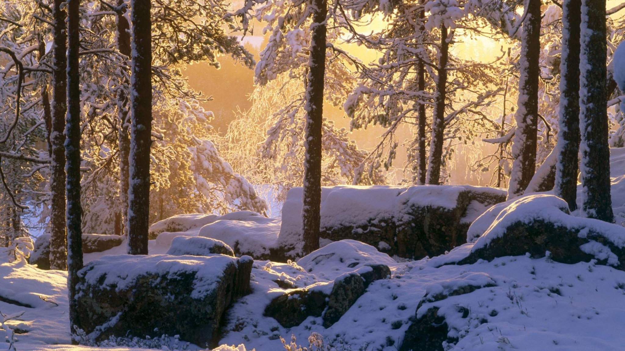 Snow Covered Forest Sunrise , HD Wallpaper & Backgrounds