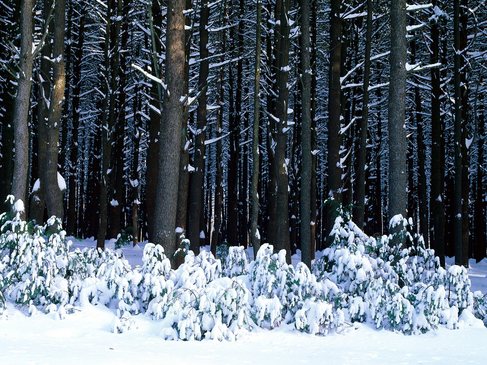 Winter Wallpaper And Background Image - White Fir Tree Winter , HD Wallpaper & Backgrounds