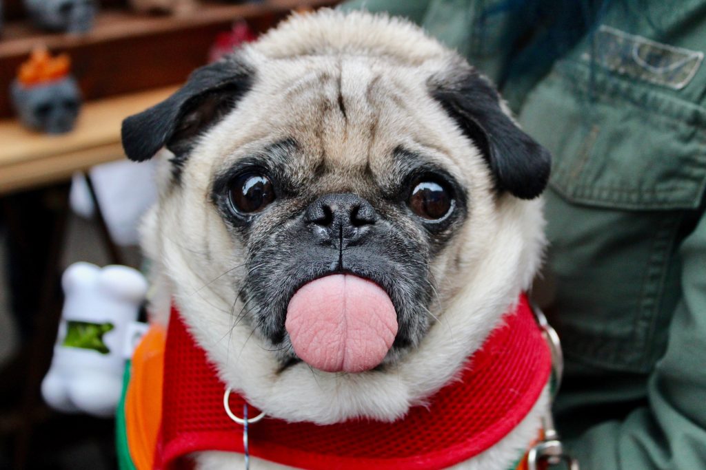 You Are Looking Full Hd Animal Wallpaper To Download - Pugs Cafes , HD Wallpaper & Backgrounds