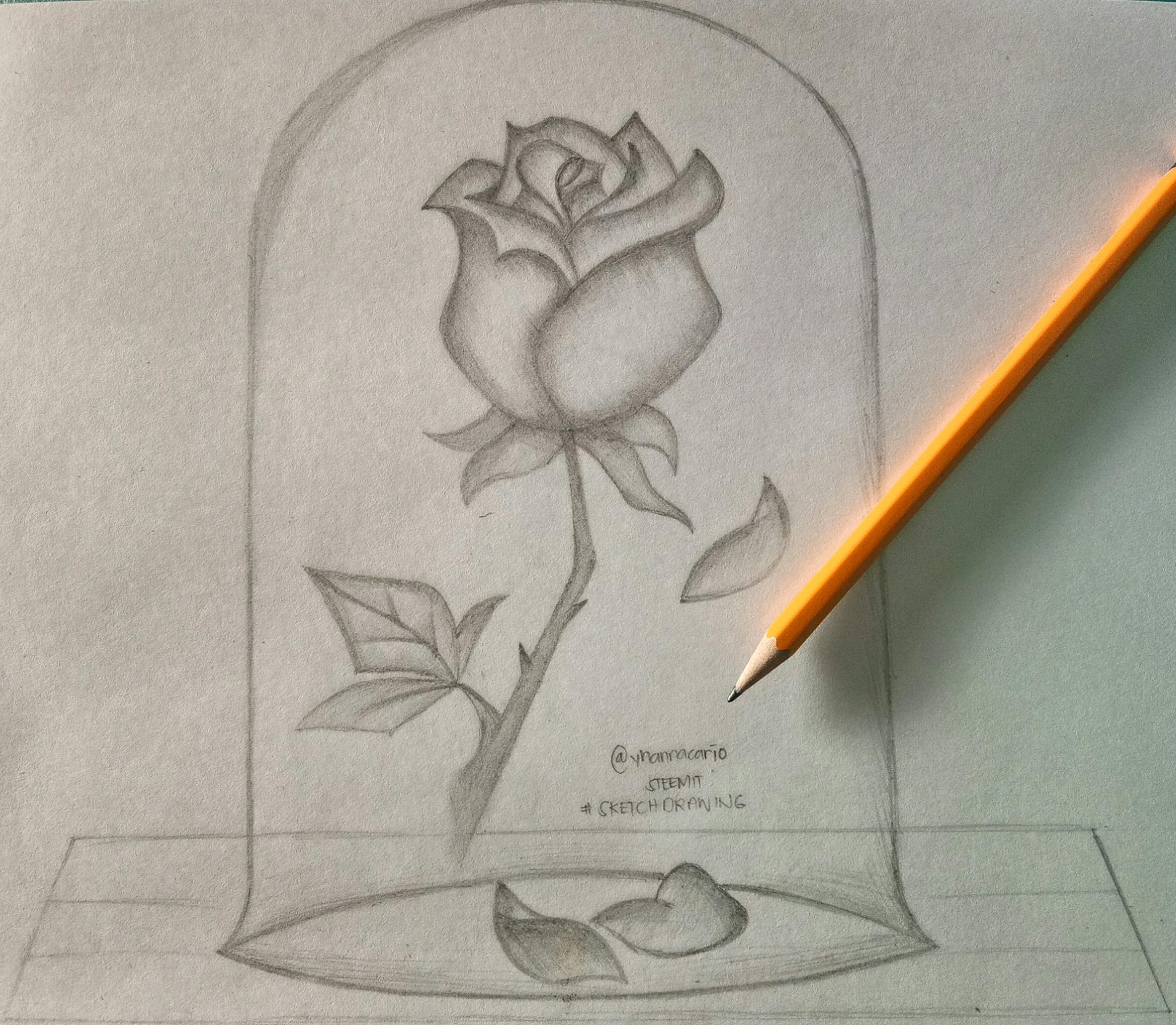 Drawn Rose Beauty And The Beast - Beauty And The Beast Flower Drawing , HD Wallpaper & Backgrounds