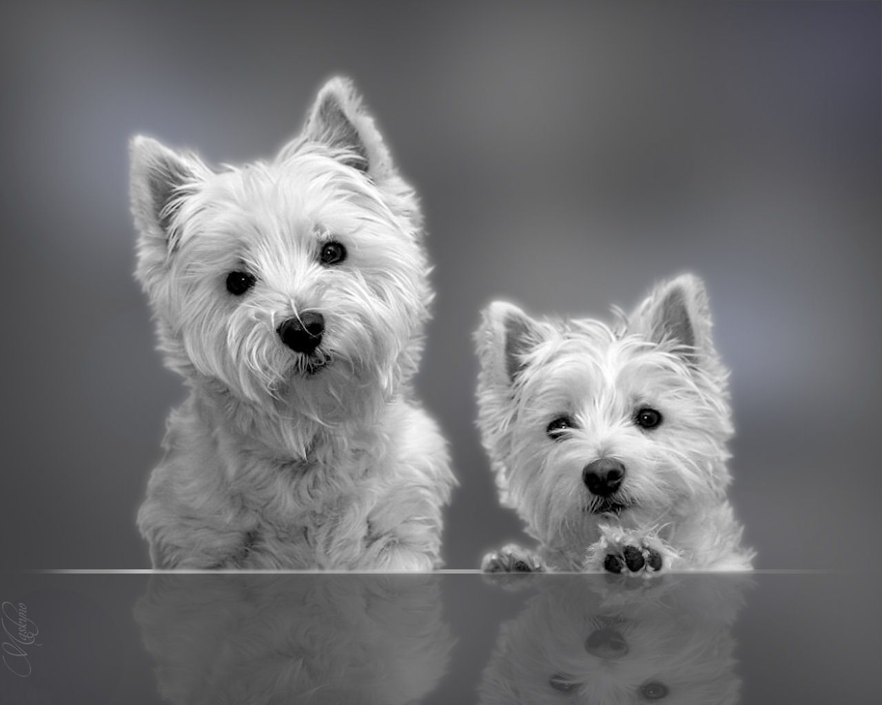 Terrier , HD Wallpaper & Backgrounds