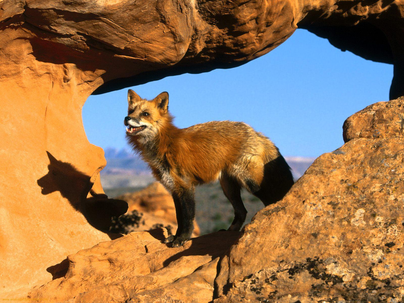Dieren Wallpapers - Foxes In Their Habitat , HD Wallpaper & Backgrounds