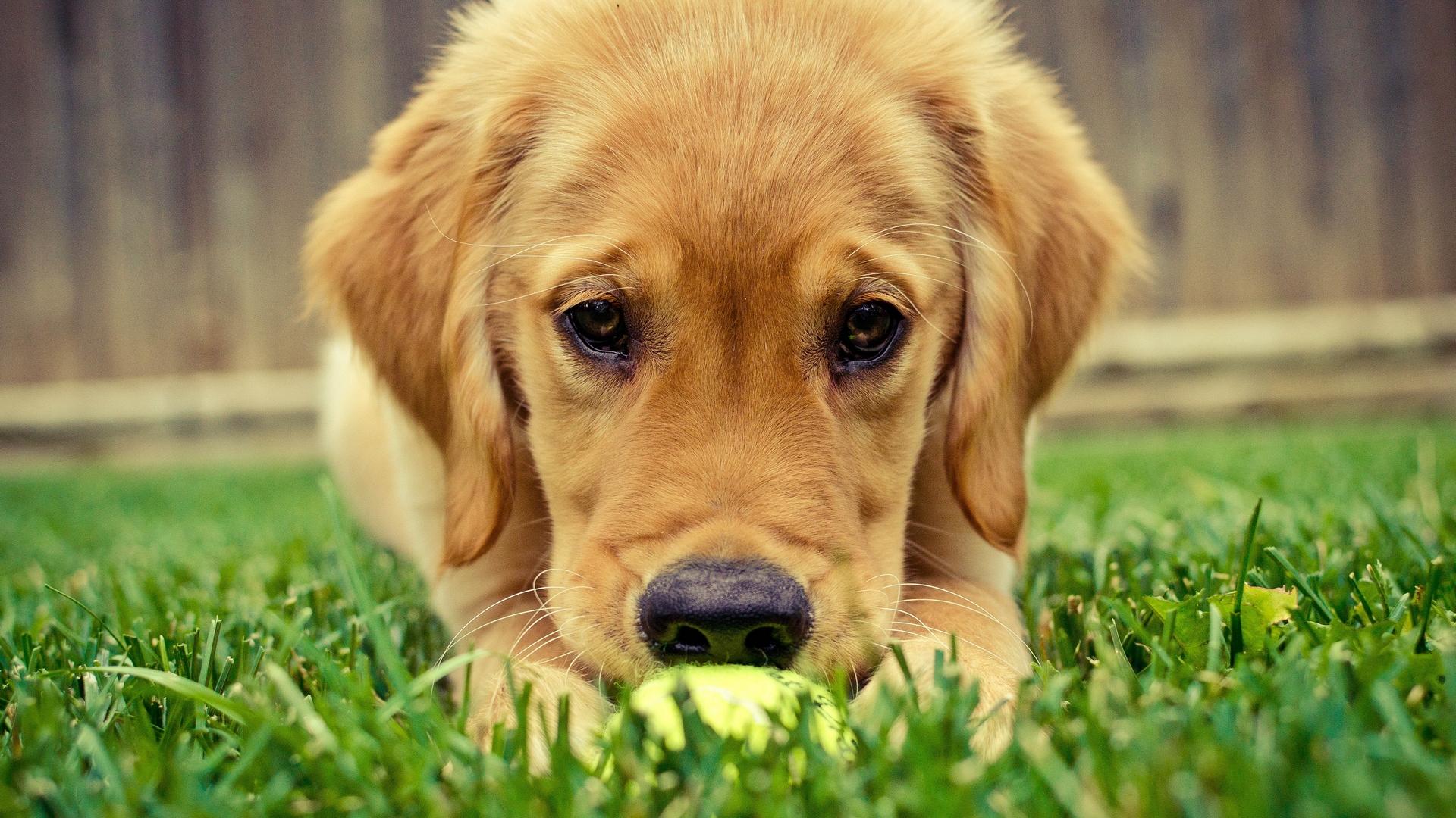 Dog With Tennis Ball , HD Wallpaper & Backgrounds