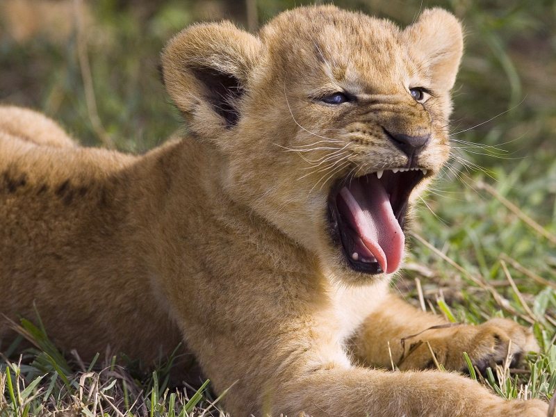 Afbeeldingen Dieren H - African Lion Cub Roaring , HD Wallpaper & Backgrounds