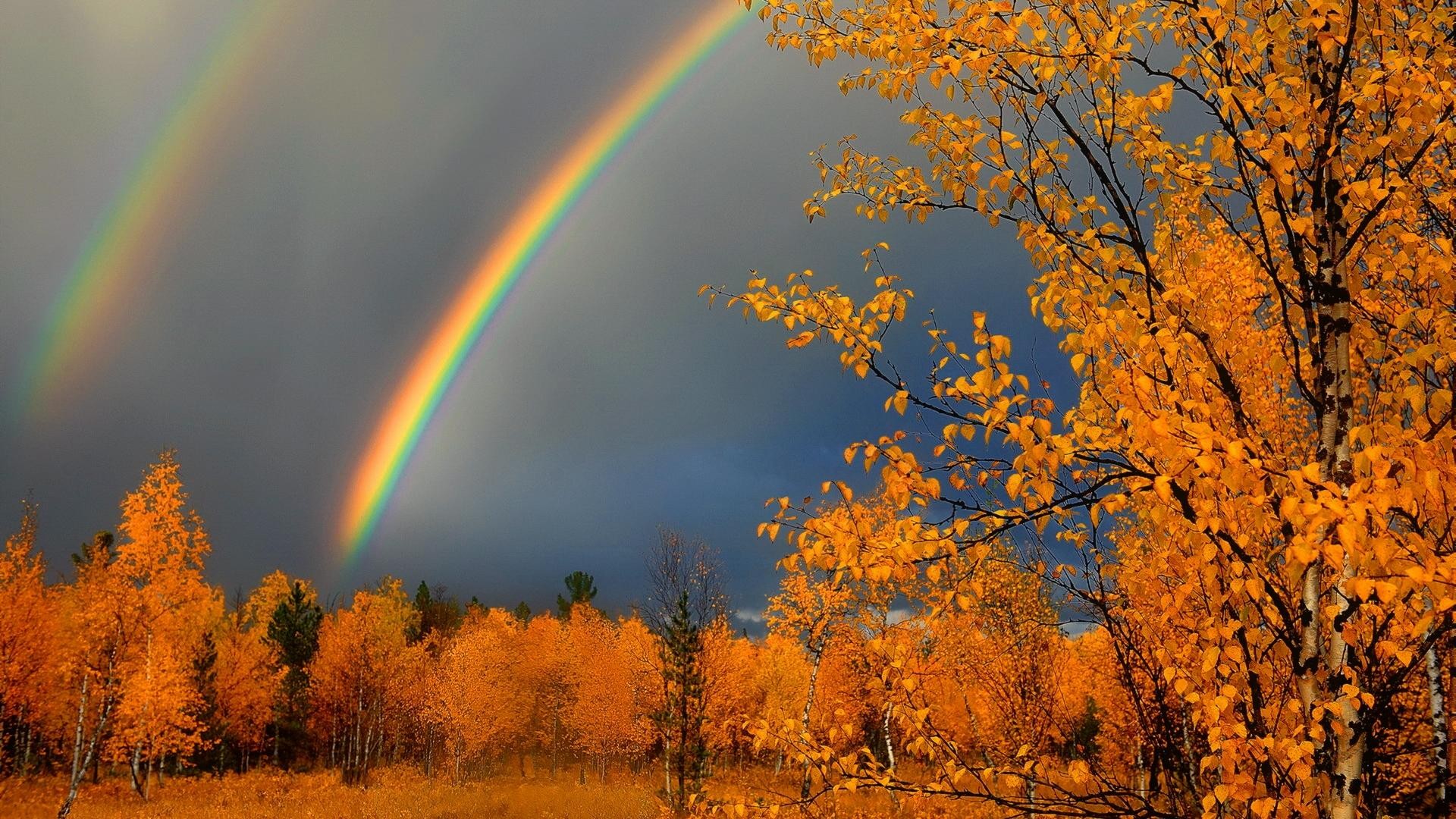 Autumn Rainbow Hd Wallpaper Background Image - Fall Rainbow , HD Wallpaper & Backgrounds