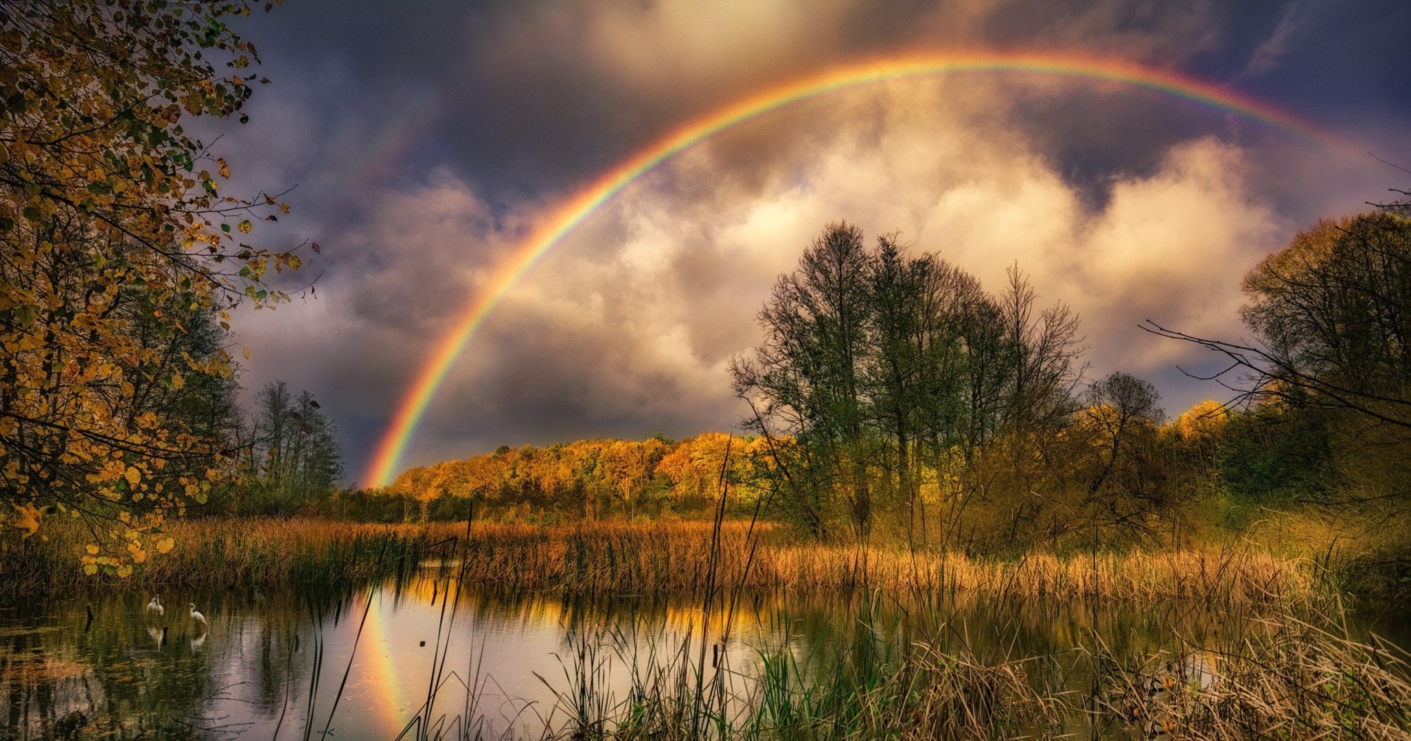 Rainbow, Swamp, Nature Wallpaper And Background - Rainbow , HD Wallpaper & Backgrounds