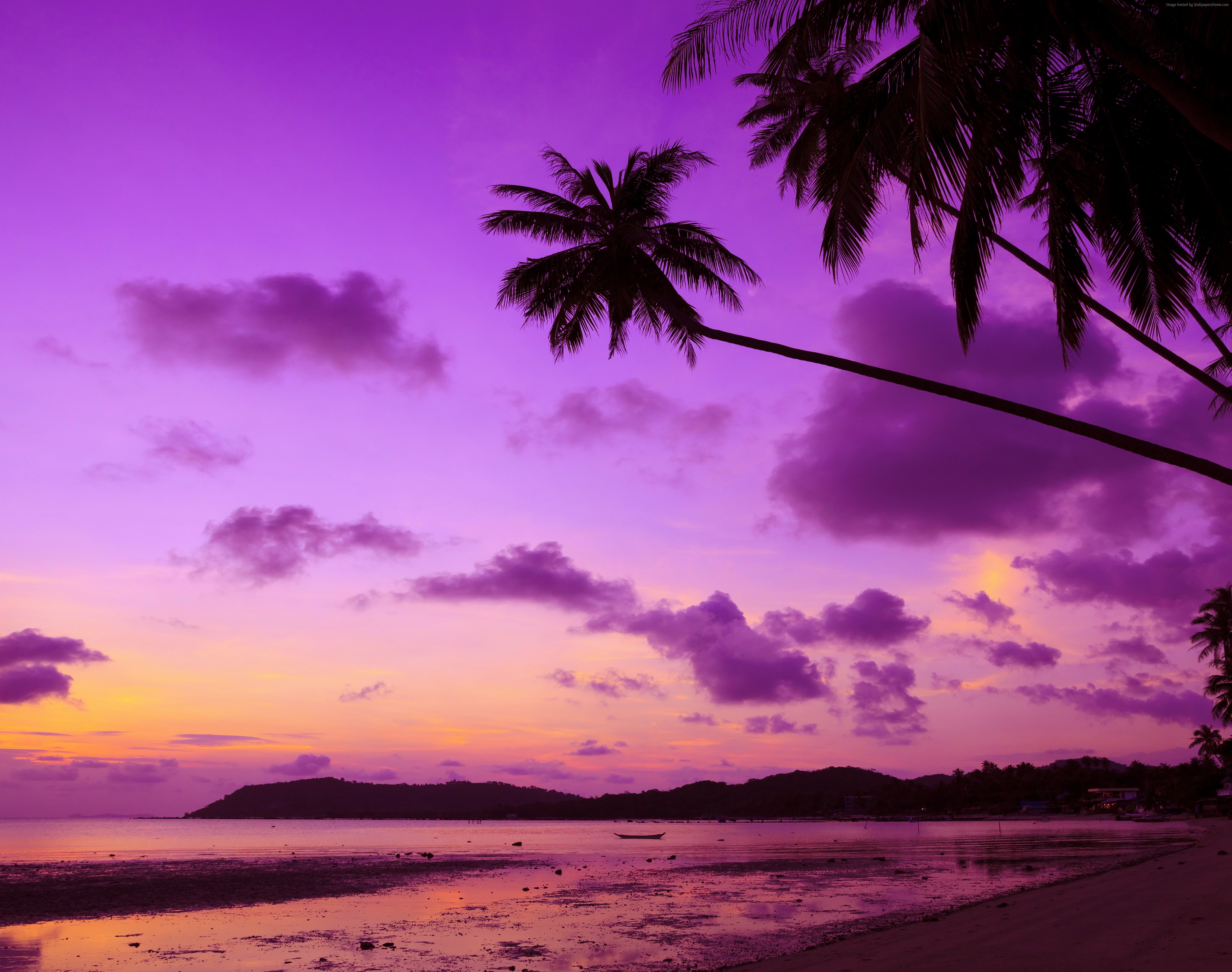 #trees, #palm, #nature, #purple, #hd - Purple Palm Tree Background , HD Wallpaper & Backgrounds