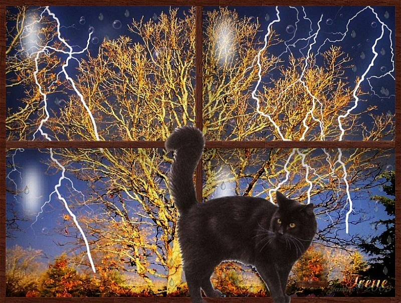 Cats Window Storm Lightning Cat Black Holloween Picture - Black Cat , HD Wallpaper & Backgrounds