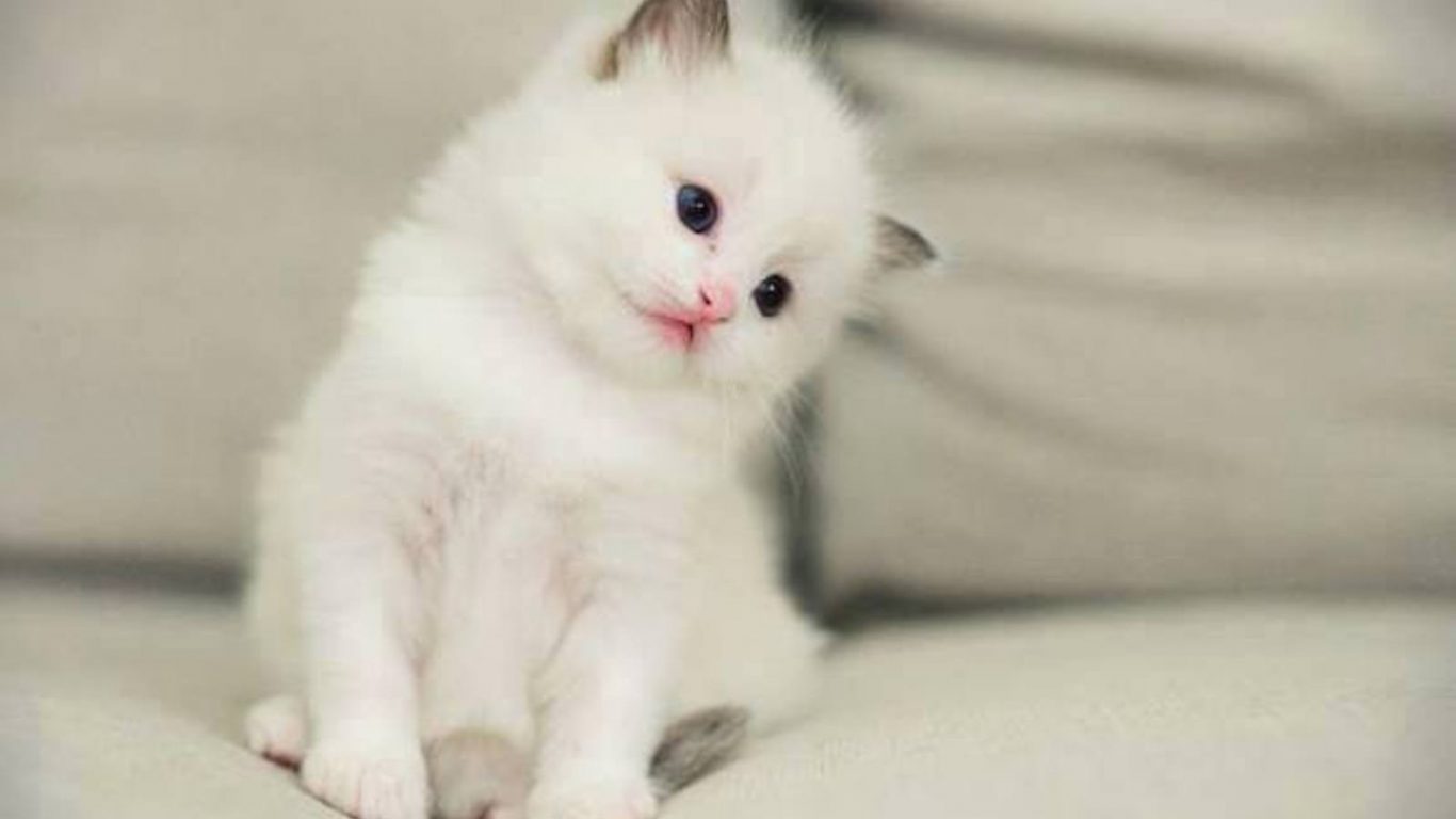 Kitten Animal Cute Cat Sofa Kitty Blue Cats Photo Gallery - Kittens Cutest Cute Cat , HD Wallpaper & Backgrounds