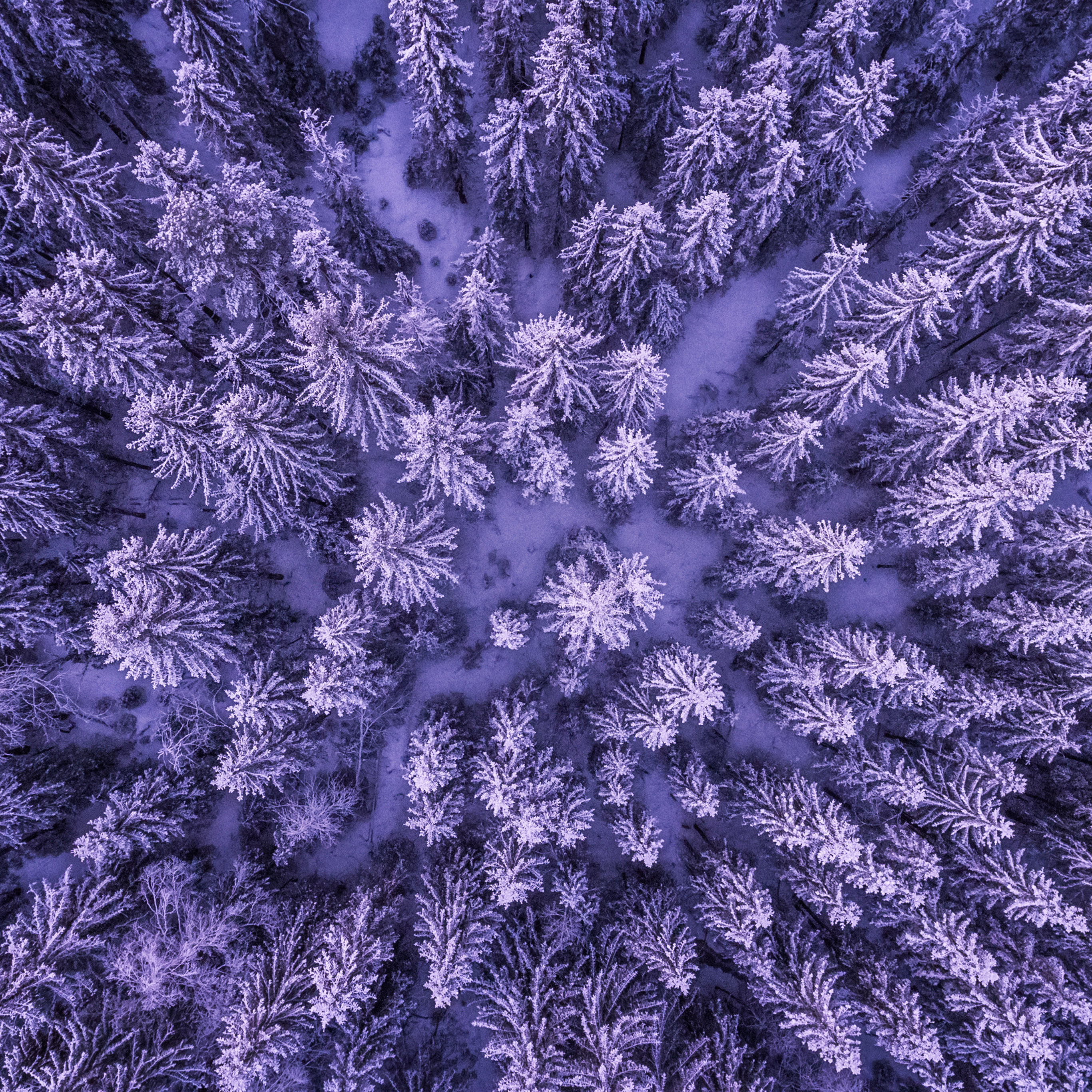 Ipad Pro - Trees Forest From Above , HD Wallpaper & Backgrounds