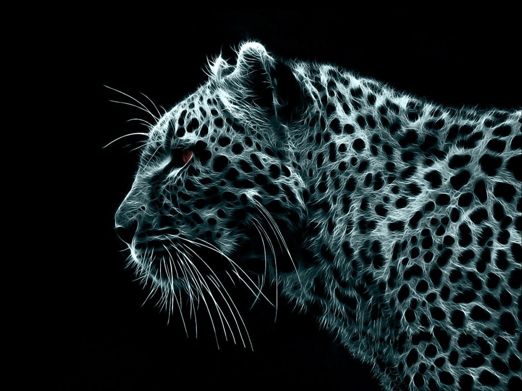 Cats Different Animal Black White Spot Spotted Steath - Snow Leopard At Night , HD Wallpaper & Backgrounds