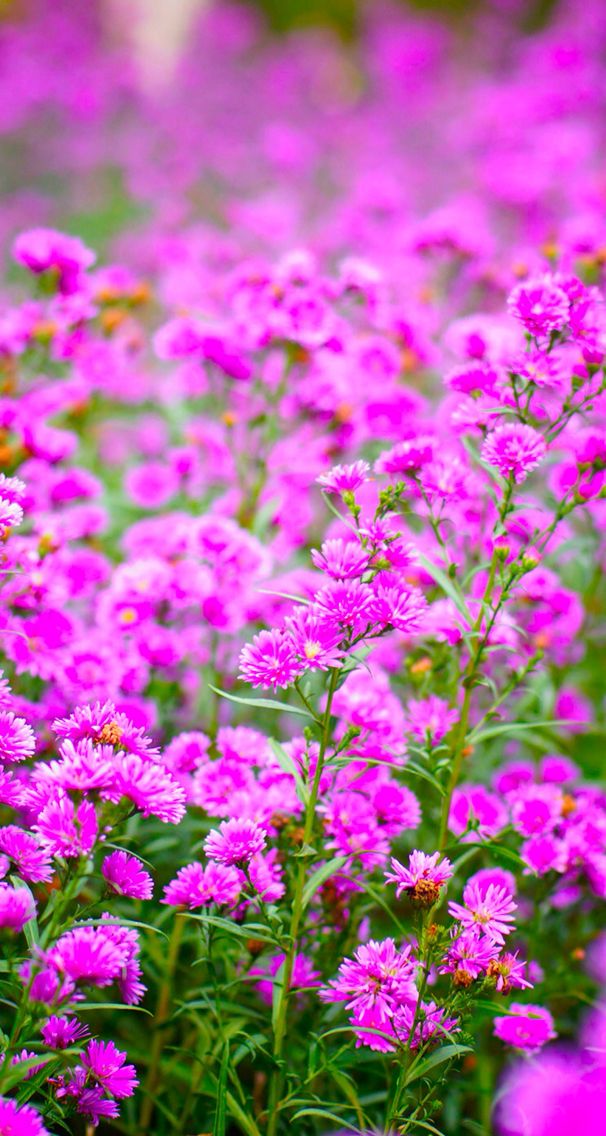 Nature Wallpaper Iphone Pink Purple Flowers - Iphone Wallpaper Flowers Purple , HD Wallpaper & Backgrounds