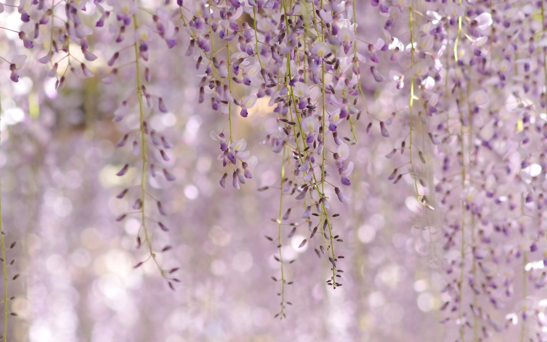 Wisteria Floribunda Royal Purple Flowers Nature - Purple Flower Desktop Background , HD Wallpaper & Backgrounds