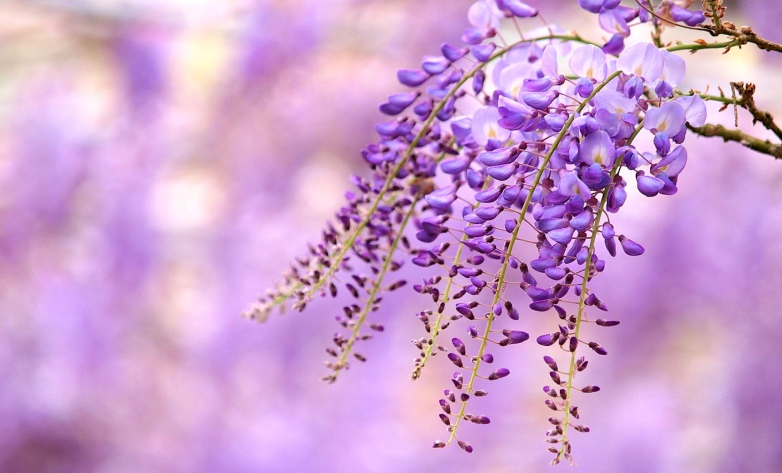 Flowers Purple Flowers Depth Of Field Nature Wallpaper - Flower , HD Wallpaper & Backgrounds