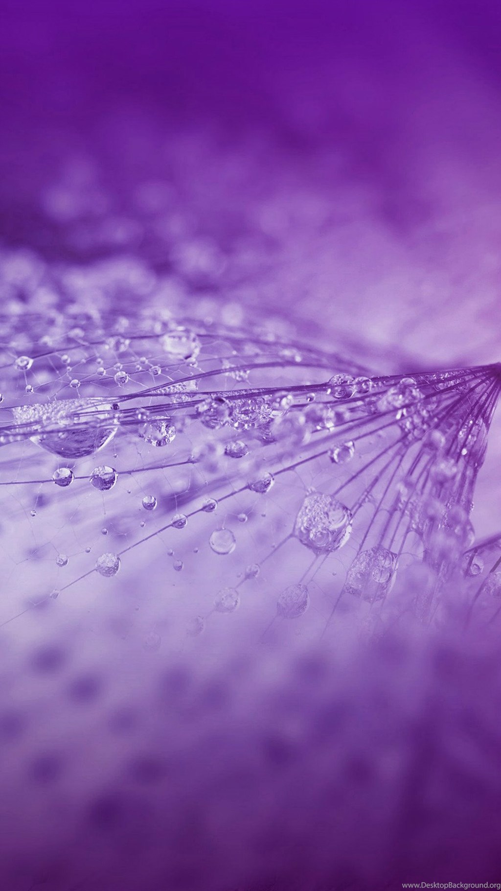 Nature Rrain Drop Flower Purple Pattern Iphone 6 Wallpapers - Purple Pattern , HD Wallpaper & Backgrounds