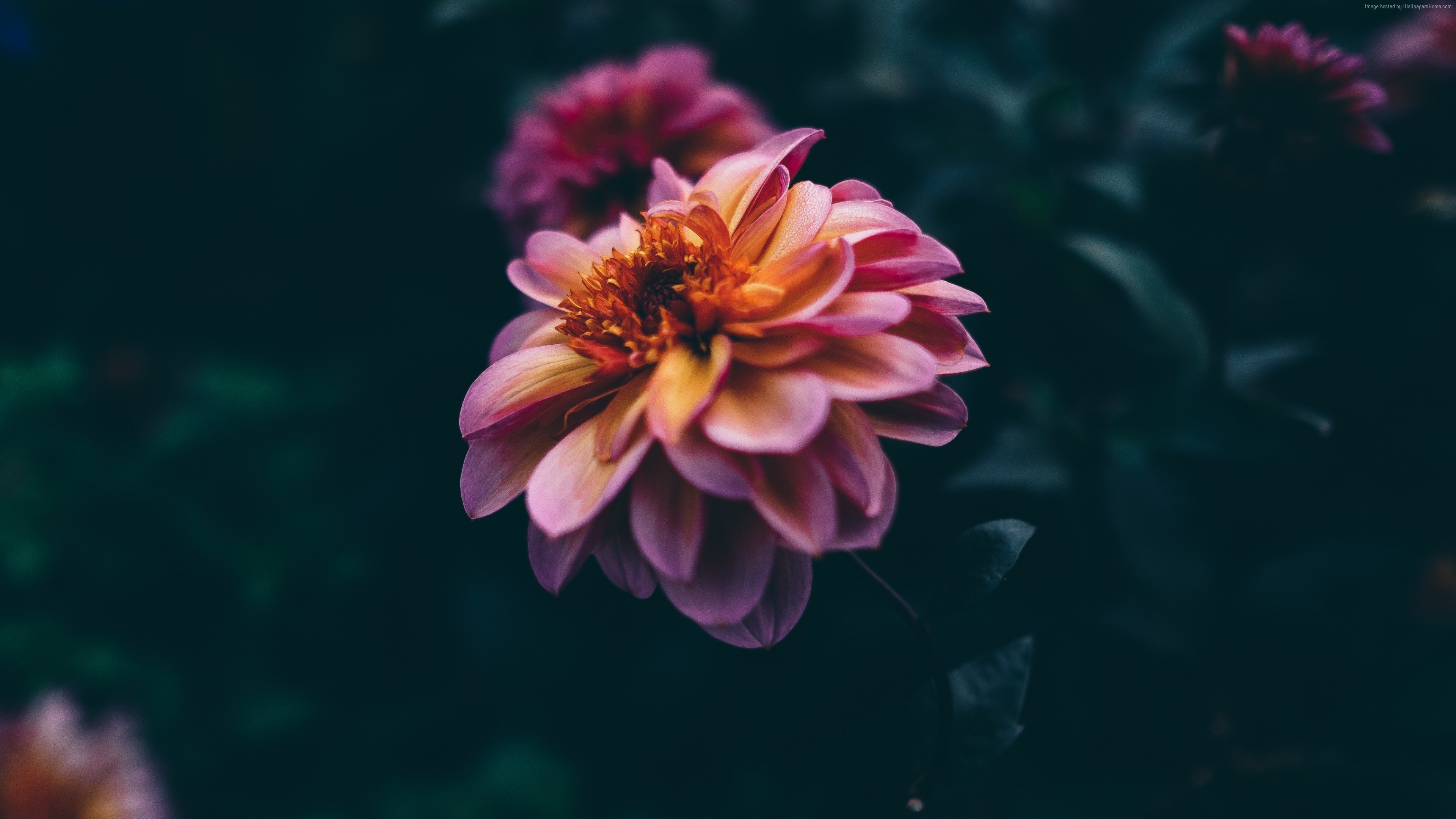 Previous Wallpaper - Dark Pictures Of Flowers , HD Wallpaper & Backgrounds
