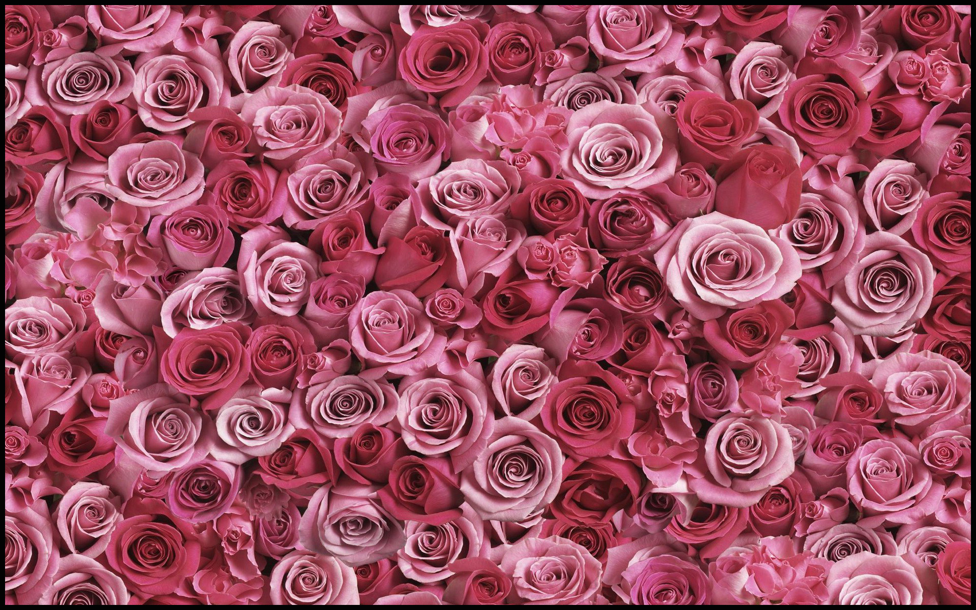 Pink And Red Roses Background , HD Wallpaper & Backgrounds
