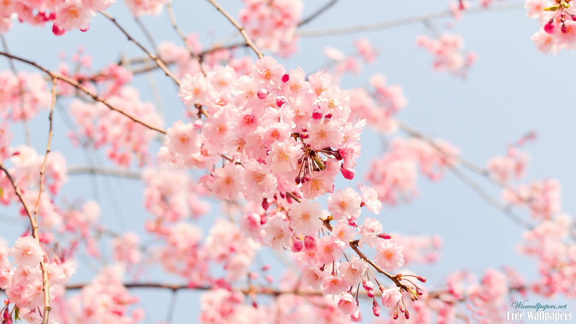 Spring Blossom , HD Wallpaper & Backgrounds