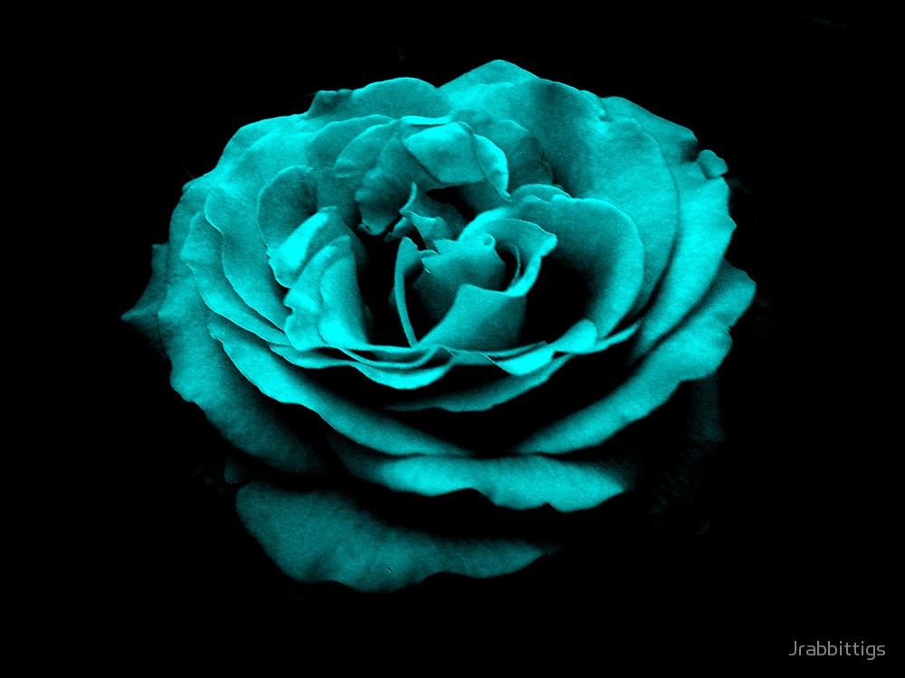 Turquoise Rose Wallpaper Hd , HD Wallpaper & Backgrounds