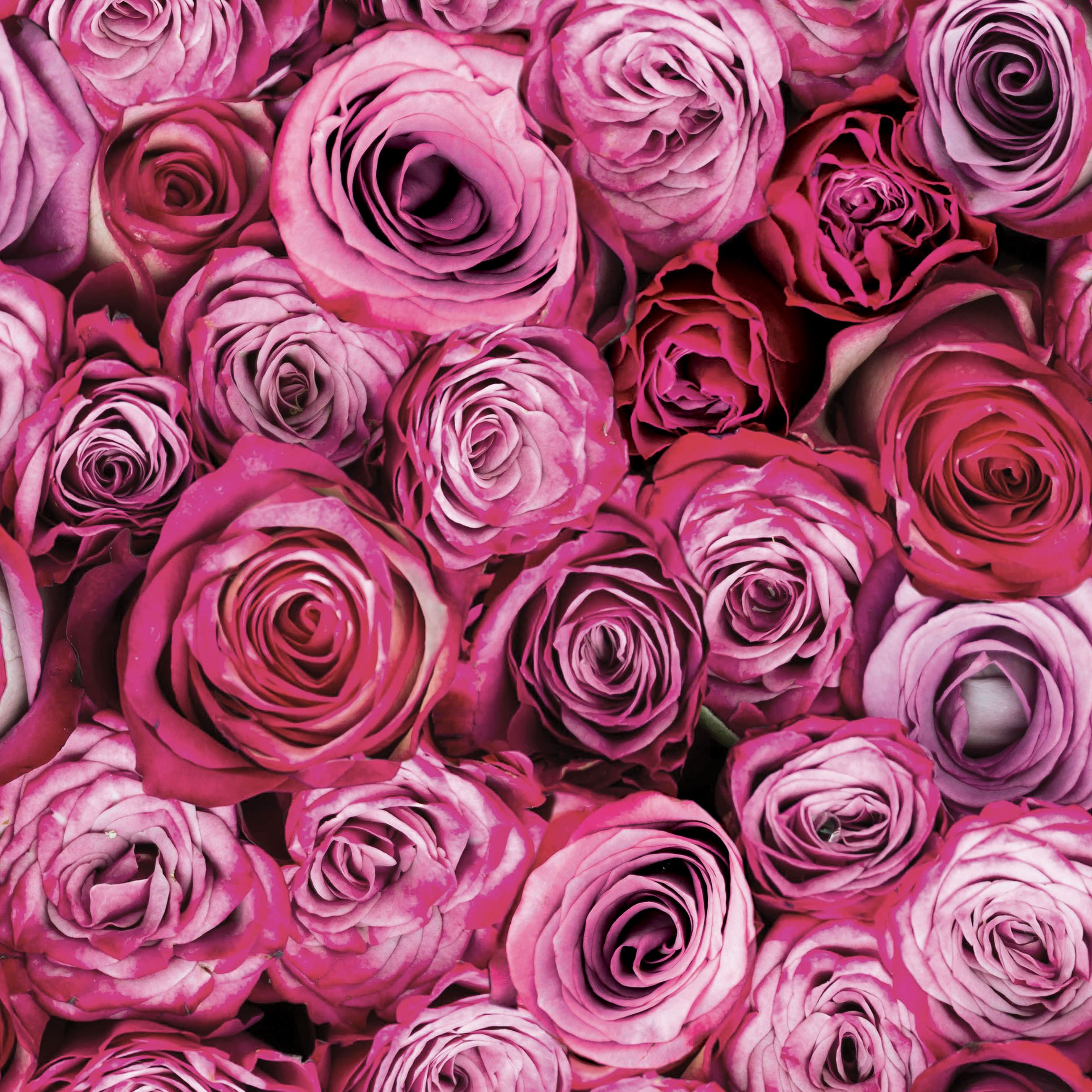 B And Q Rose , HD Wallpaper & Backgrounds