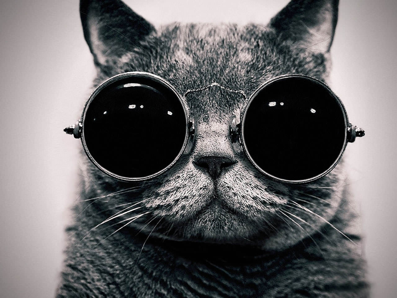 Cat With Dark Glasses , HD Wallpaper & Backgrounds