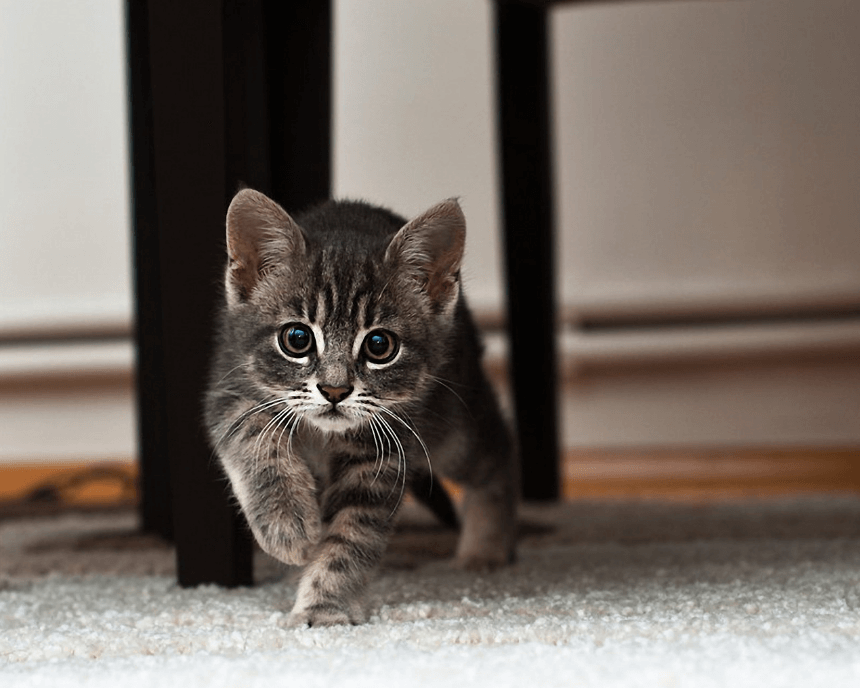 Little Cat , HD Wallpaper & Backgrounds
