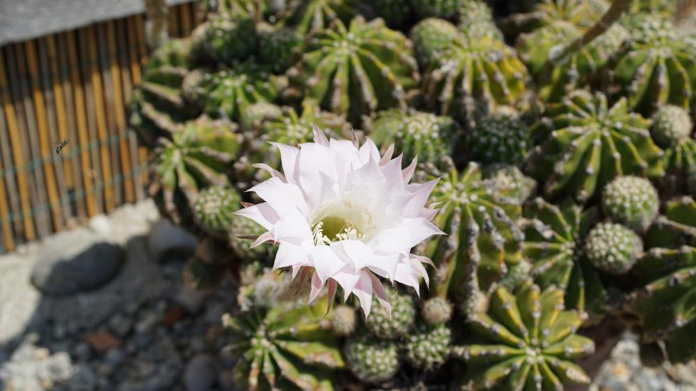 Large-flowered Cactus , HD Wallpaper & Backgrounds