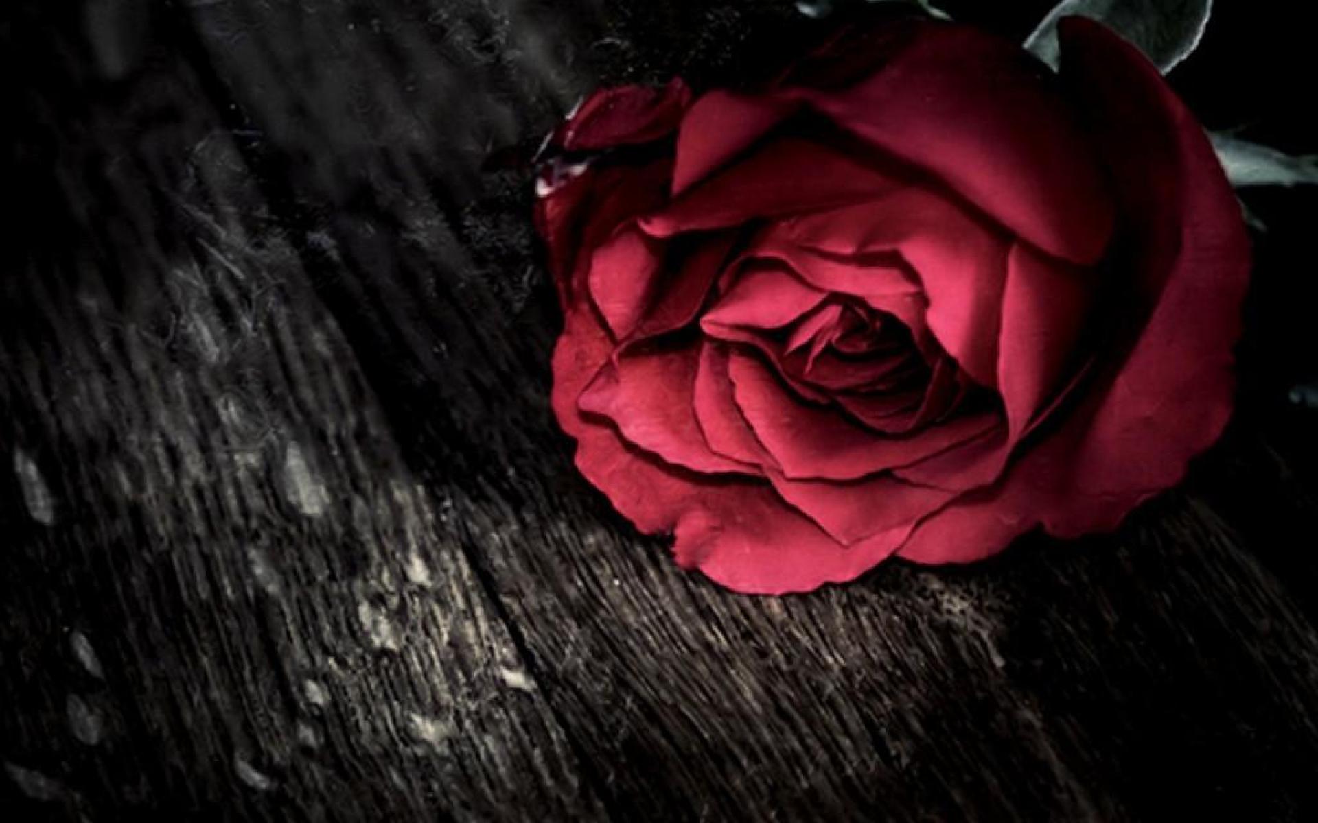 Gothic Rose 16 9 , HD Wallpaper & Backgrounds