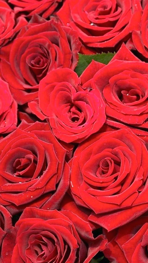 Bunch Of Red Rose Flower , HD Wallpaper & Backgrounds