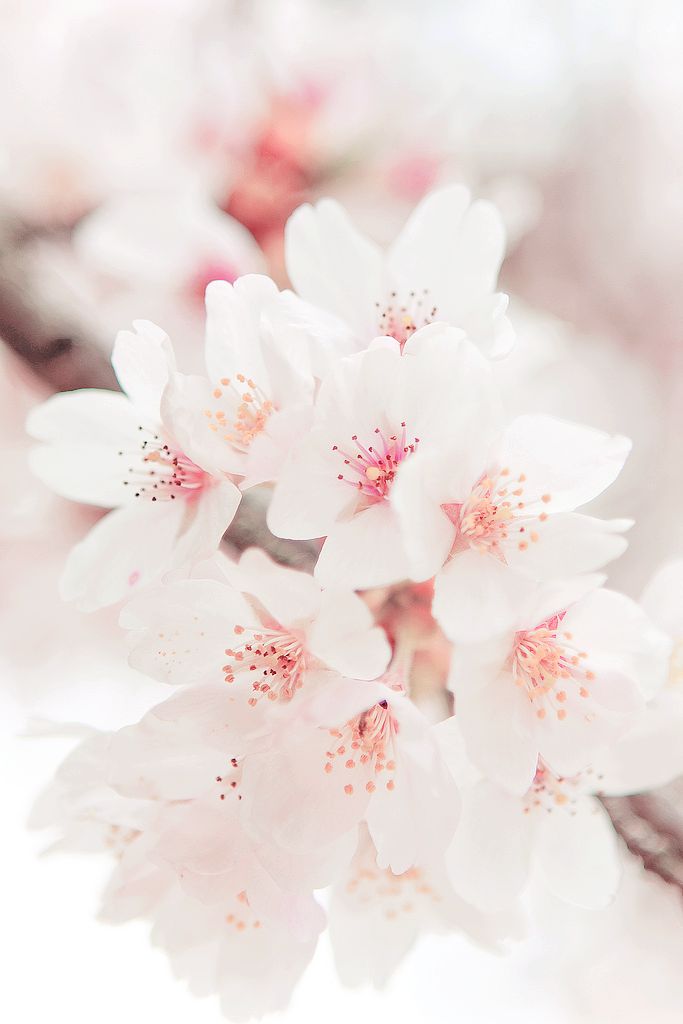 Background White Cherry Blossom , HD Wallpaper & Backgrounds