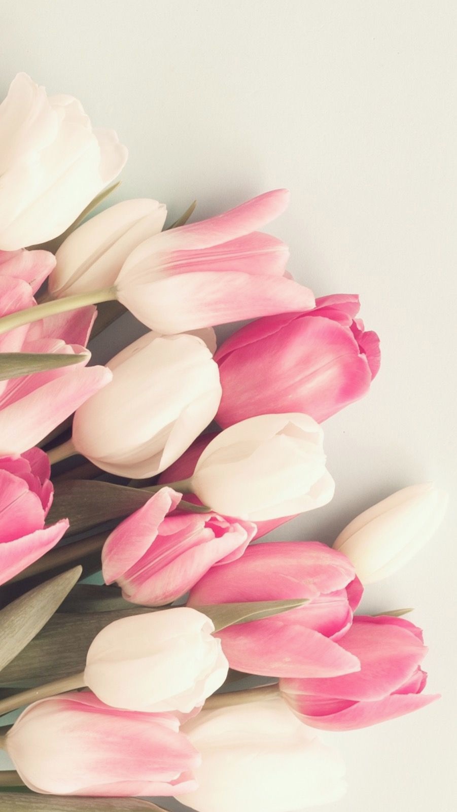 Tulip Pink And White , HD Wallpaper & Backgrounds