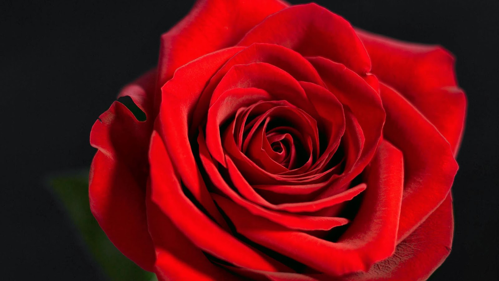 Red Roses High Definition , HD Wallpaper & Backgrounds