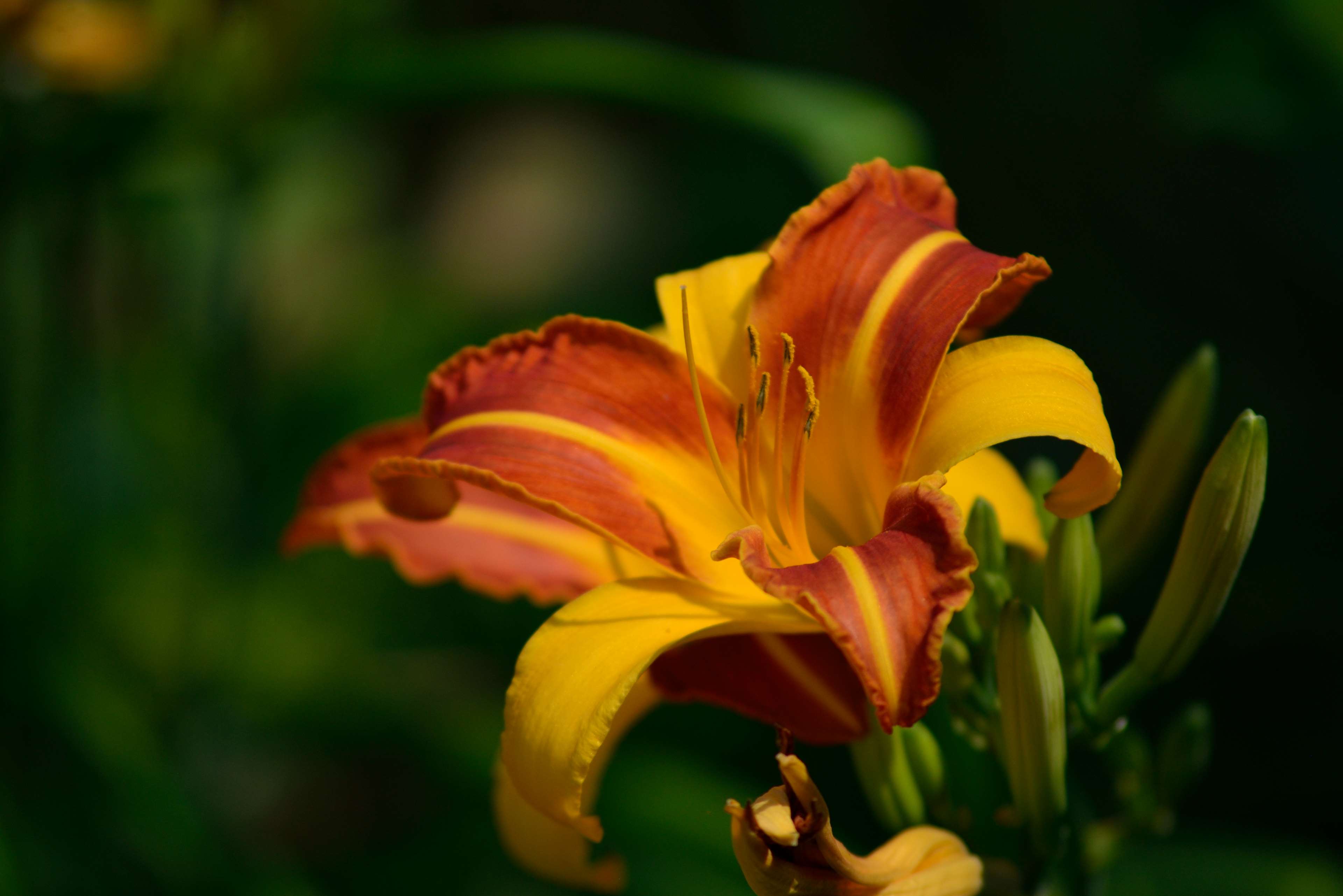 Orange Lily , HD Wallpaper & Backgrounds