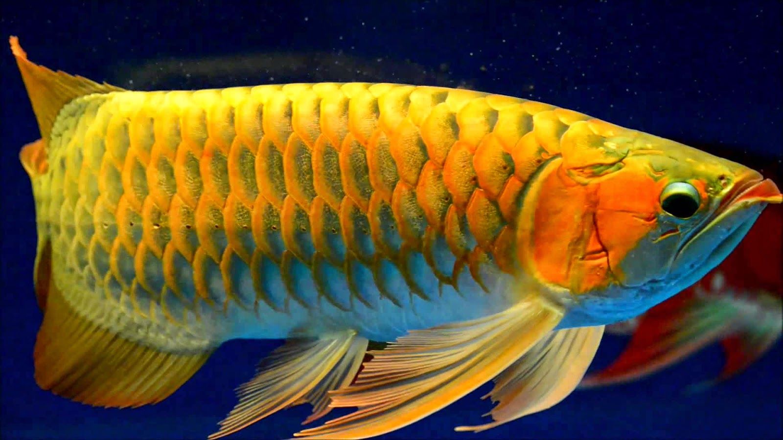 Most Expensive Fish In Singapore , HD Wallpaper & Backgrounds