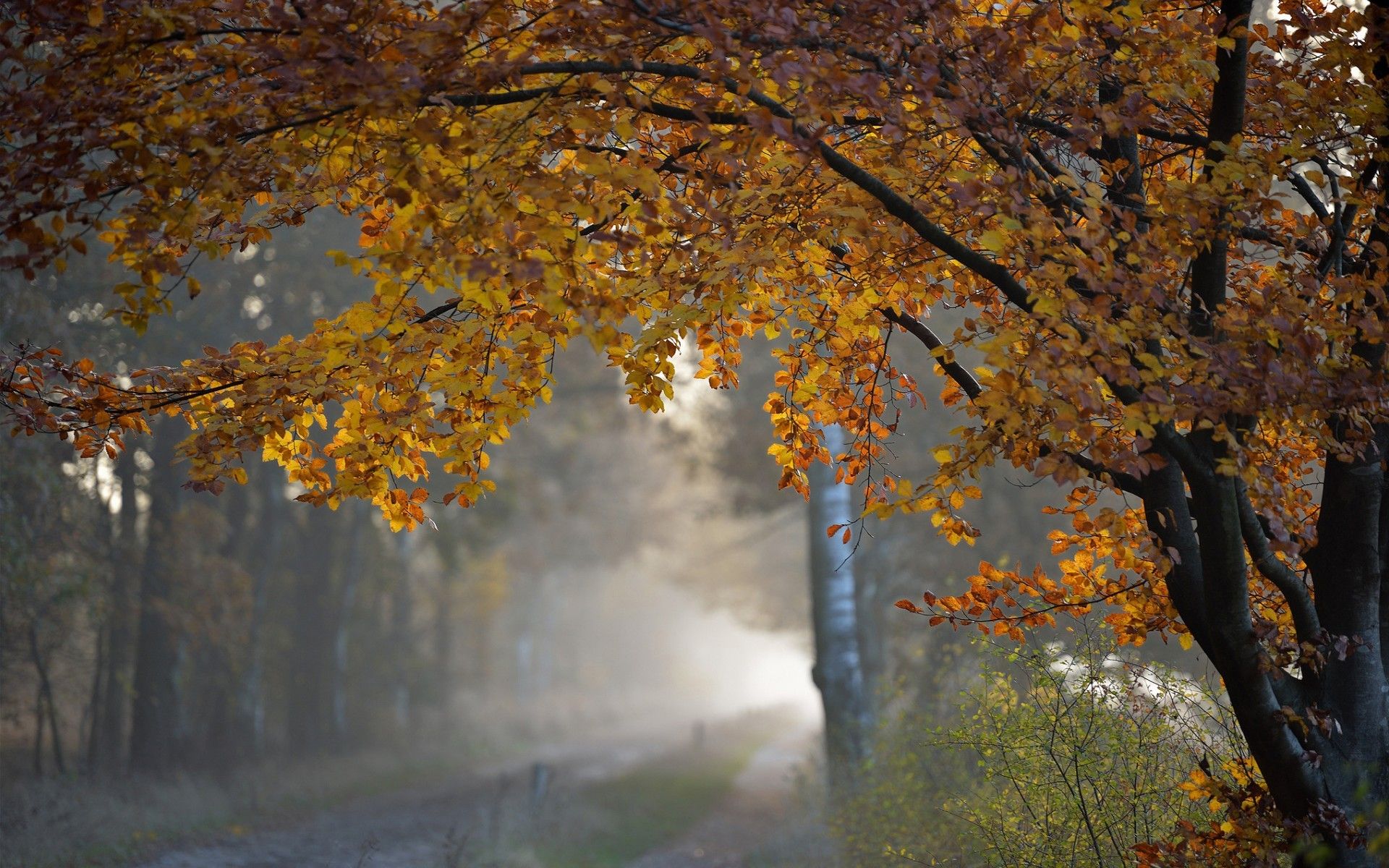 Rainy Autumn Desktop Background , HD Wallpaper & Backgrounds