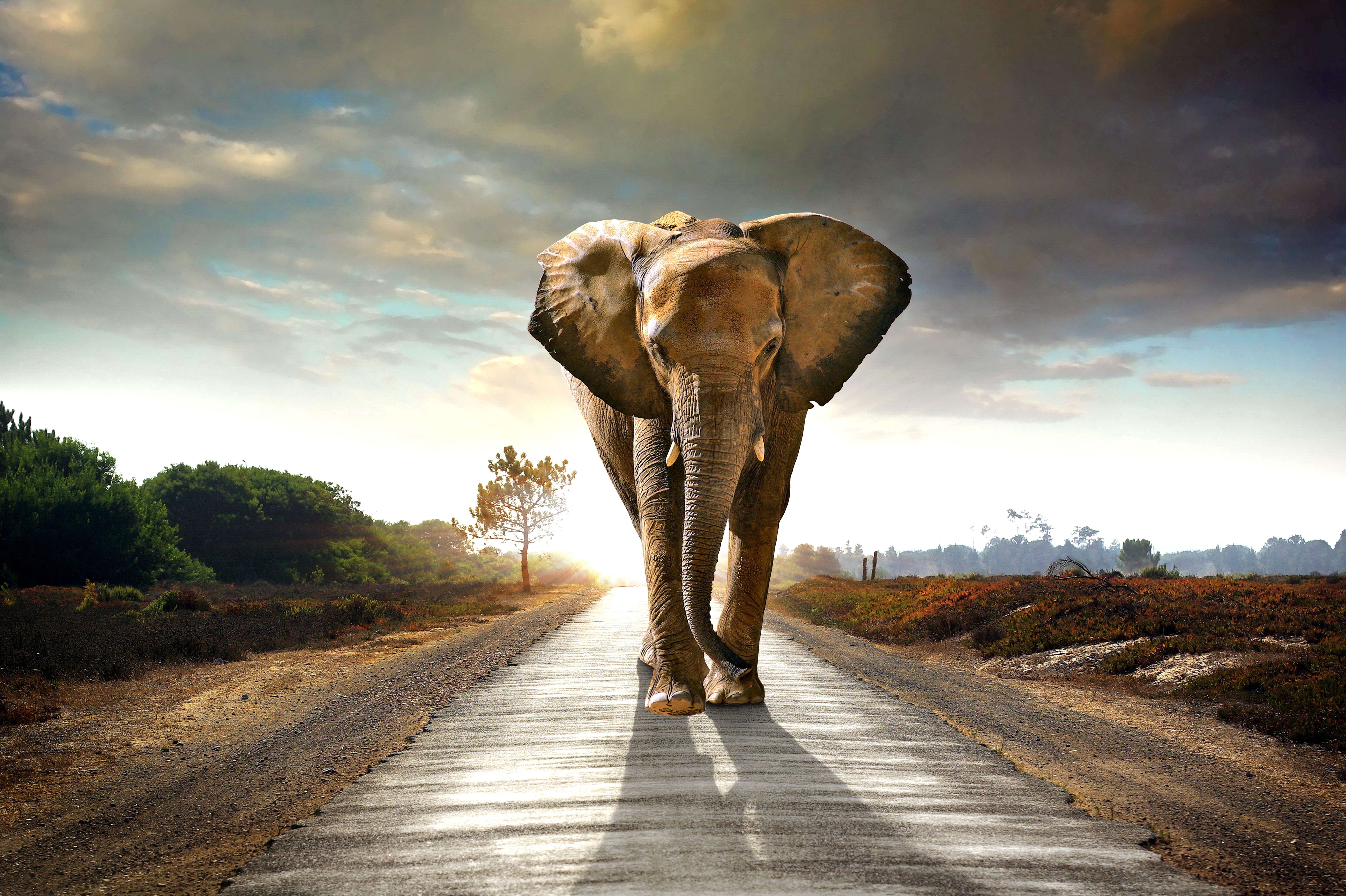 African Elephant , HD Wallpaper & Backgrounds