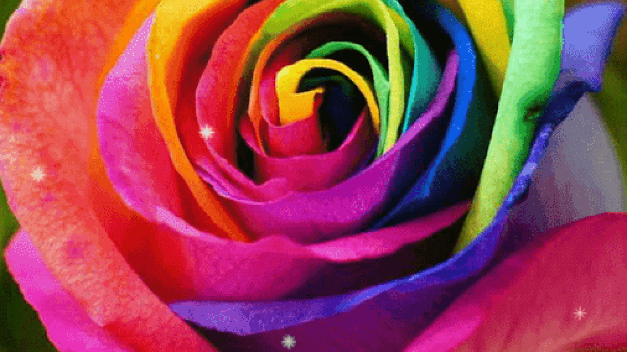 Rainbow Colored Rose , HD Wallpaper & Backgrounds