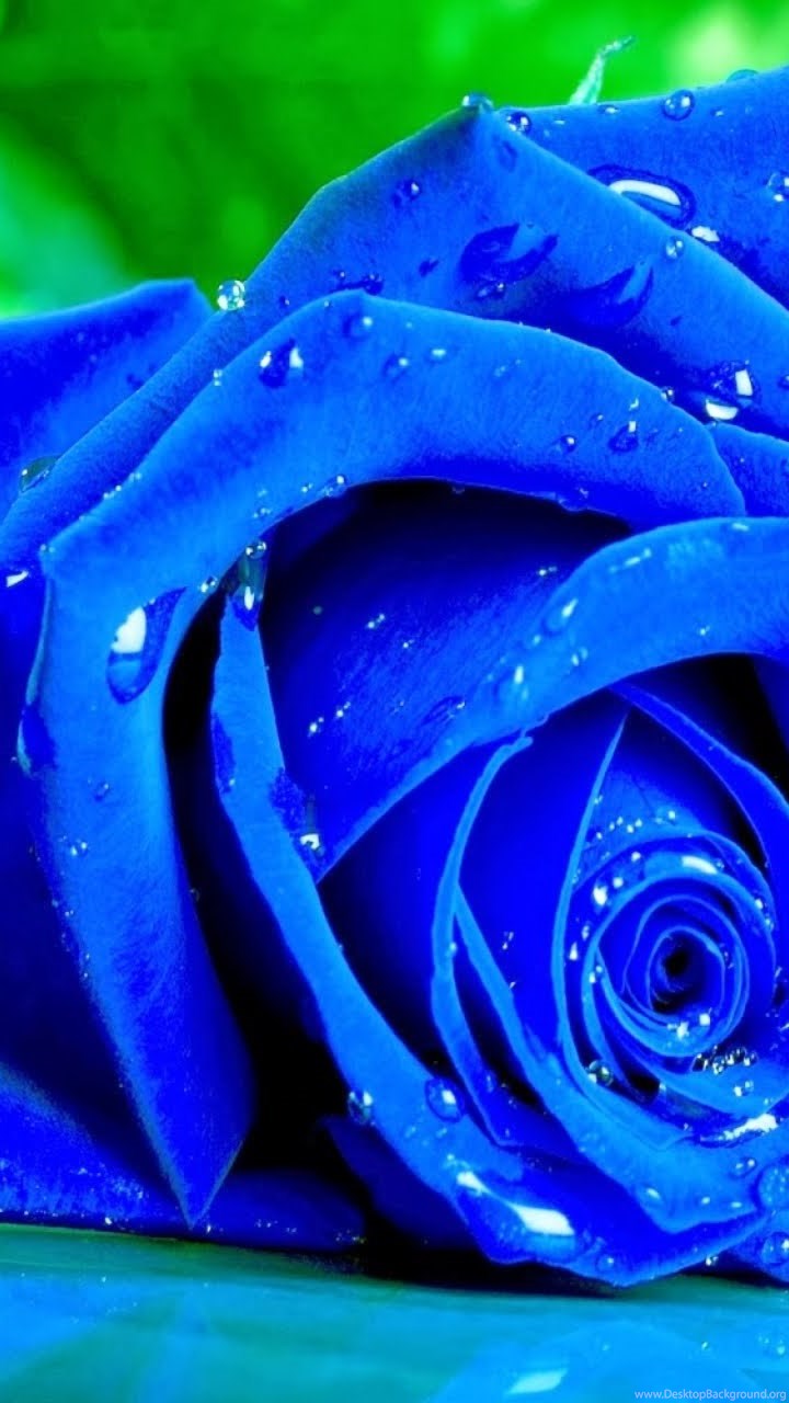 Blue Color Rose , HD Wallpaper & Backgrounds