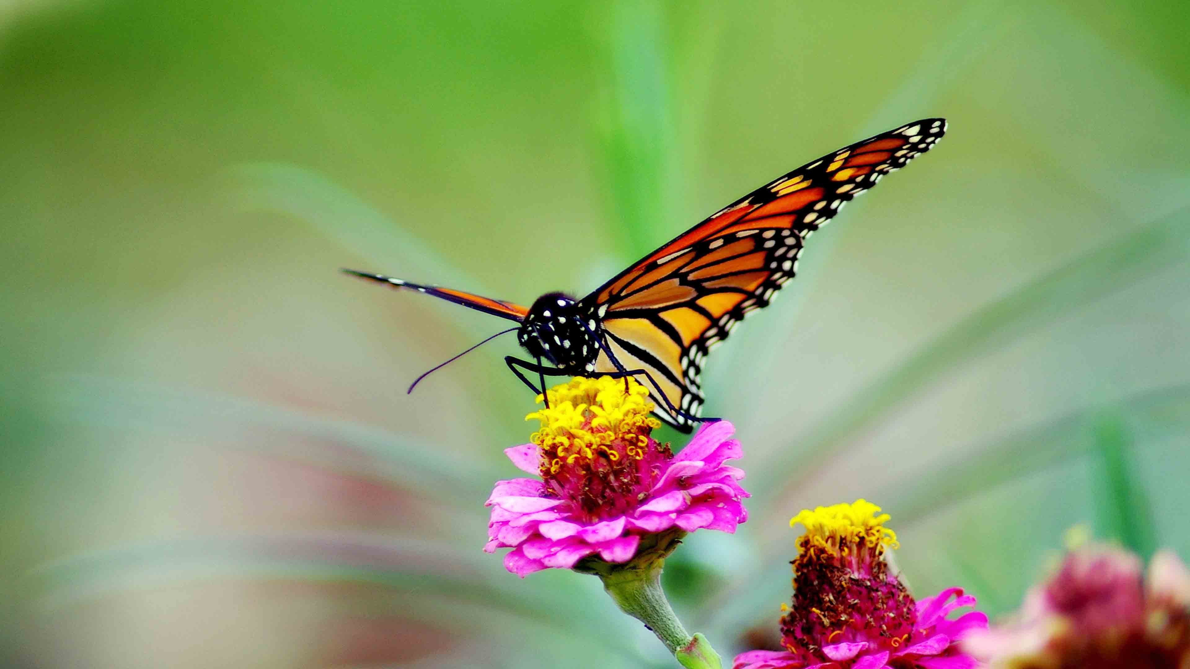 Monarch Butterfly , HD Wallpaper & Backgrounds