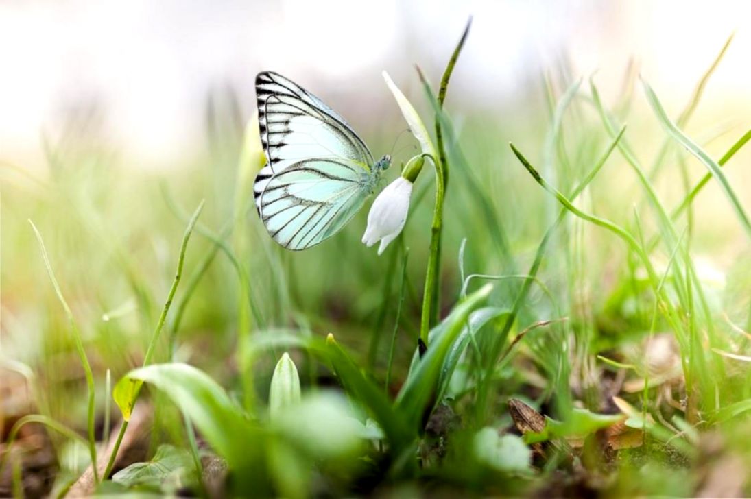 Muguet Nature , HD Wallpaper & Backgrounds