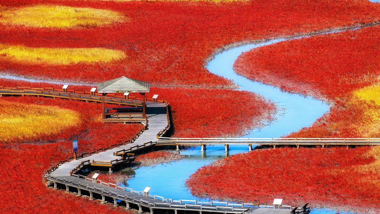 Salicornia Herbacea In Taepyung Salt Pond , HD Wallpaper & Backgrounds