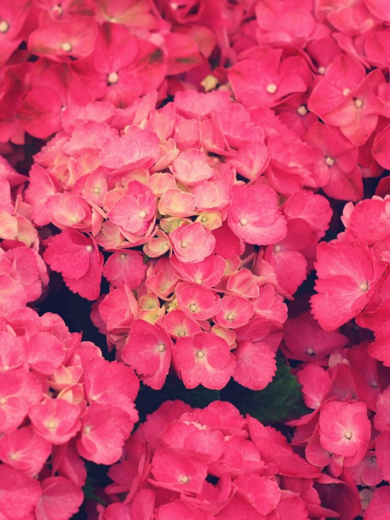 Pink Wallpaper Flowers Iphone , HD Wallpaper & Backgrounds