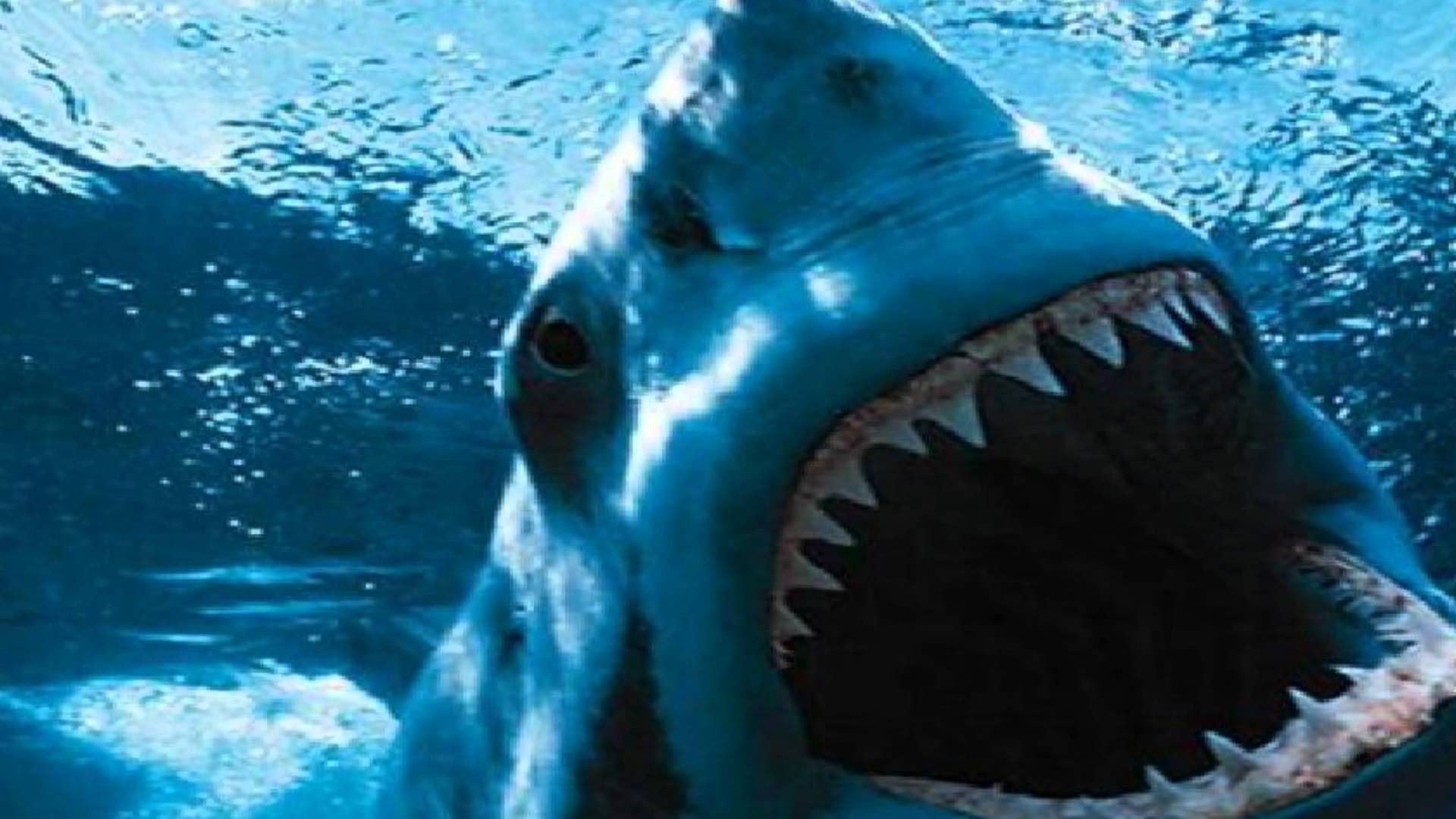 Great White Shark , HD Wallpaper & Backgrounds
