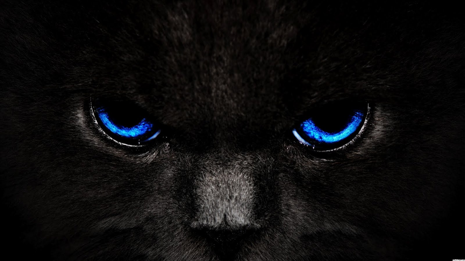 Black Cat , HD Wallpaper & Backgrounds