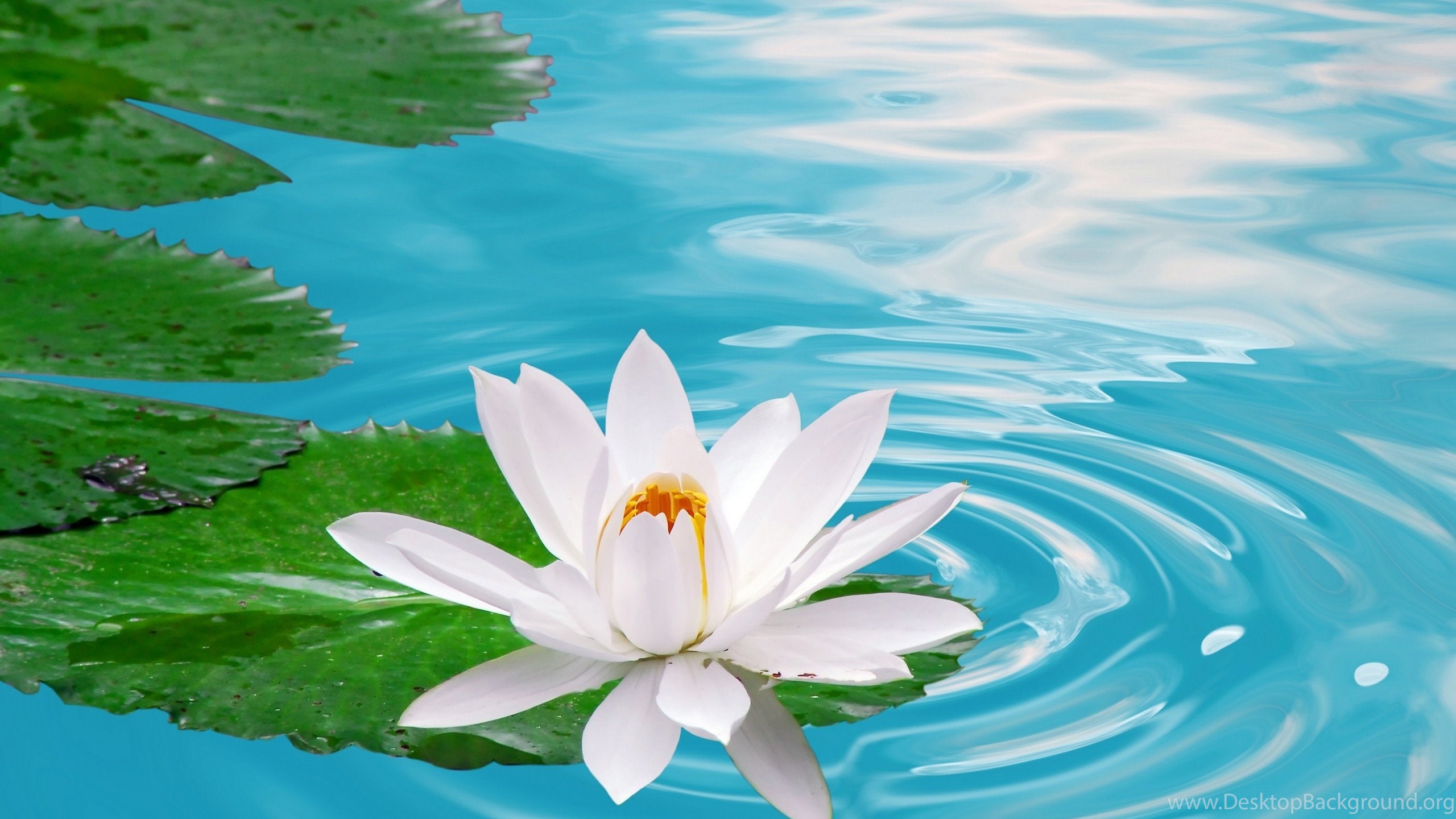 White Lotus In Water , HD Wallpaper & Backgrounds