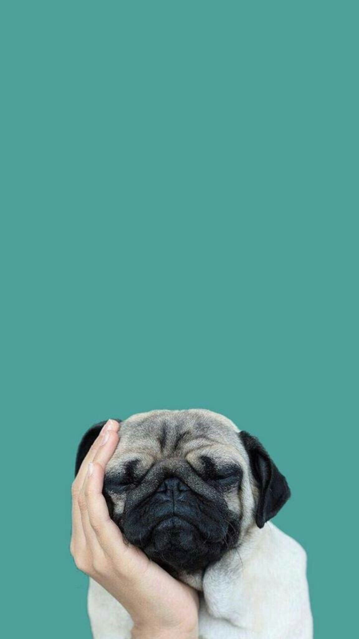 Pug Wallpaper Hd Phone , HD Wallpaper & Backgrounds