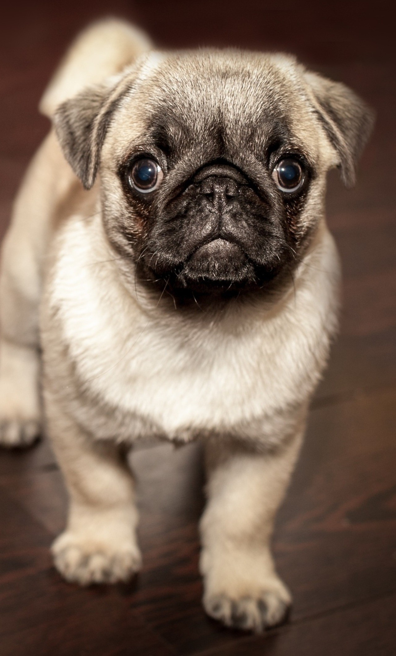 Pug Wallpaper Iphone X , HD Wallpaper & Backgrounds