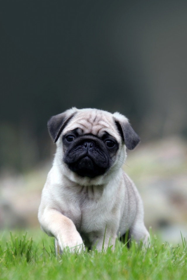 Pug Dog Wallpaper For Mobile , HD Wallpaper & Backgrounds